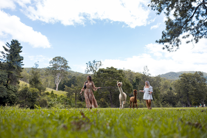 Mountview Alpaca Farm
