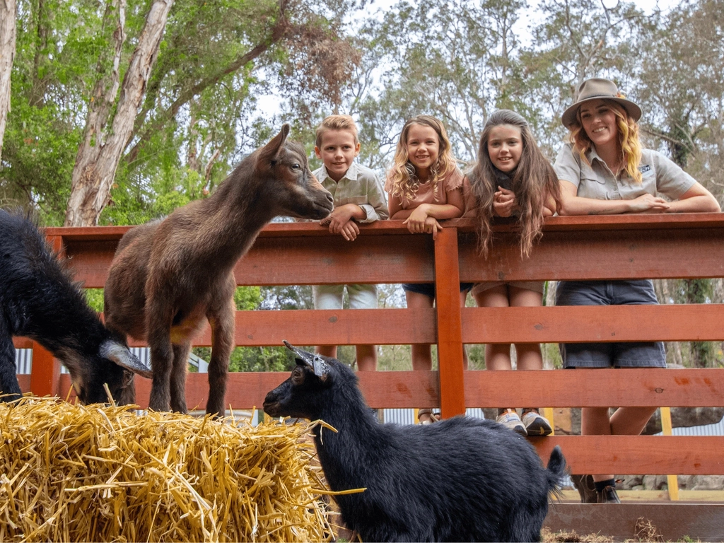 Outback Springs keeper watching baby goats with children in the farmyard experience