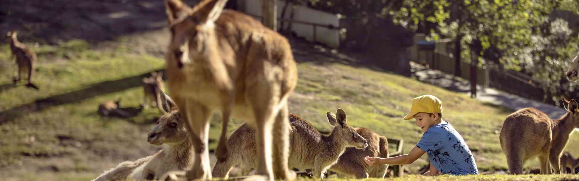 Your Ultimate Guide To Currumbin Wildlife Sanctuary