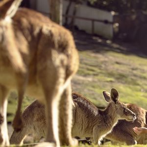 Currumbin Wildlife Sanctuary