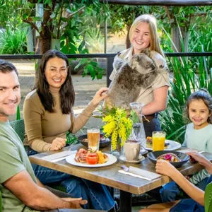 Koala Breakfast at Currumbin Wildlife Sanctuary Image 1