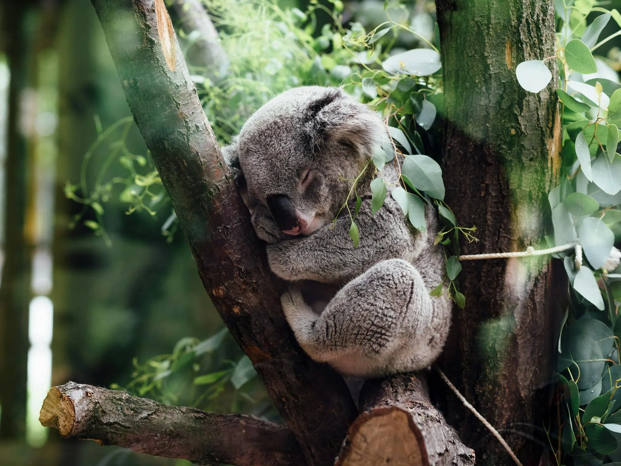 Currumbin Wildlife Sanactuary Family Package