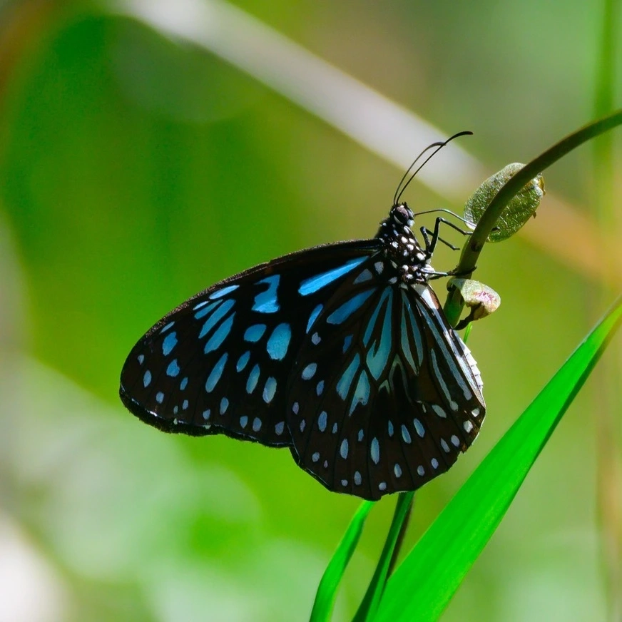 Glider Butterfly Tour Image 1