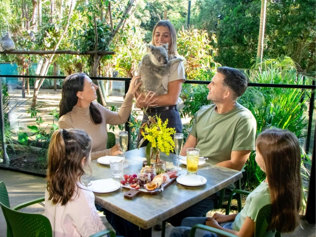 Grazy Arvo with Koalas at Currumbin Wildlife Sanctuary Image 1