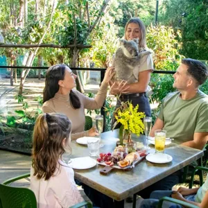 Grazy Arvo with Koalas at Currumbin Wildlife Sanctuary Image 1