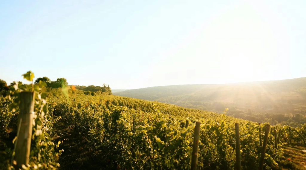 World Champagne Day at Beechmont Estate Image 4