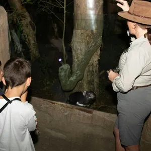 Twilight Tour at Currumbin Wildlife Sanctuary Image 1