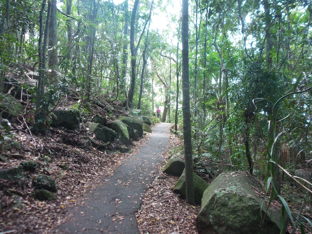 sealed path on Rainforest Circuit, Burleigh Head