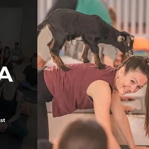 Goat Yoga Gold Coast Image 1
