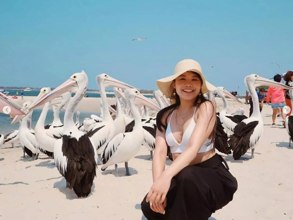 Pelican Feeding - Gold Coast