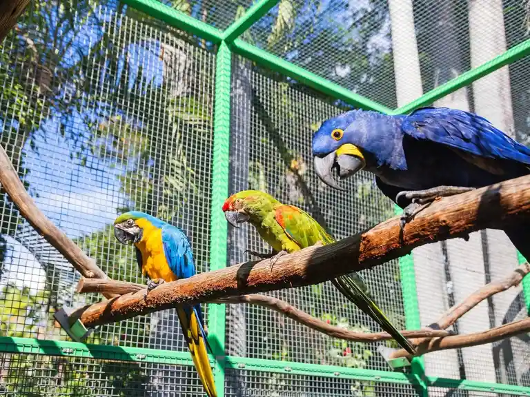 Ashmore Palms' Macaw Parrots