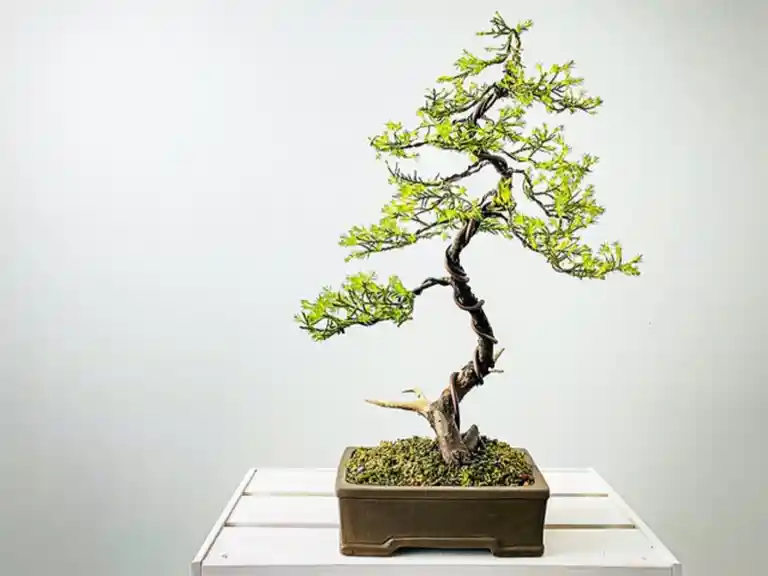 Learn to design and create your own bonsai - Mount Tamborine Sip 'n' Dip Image 2