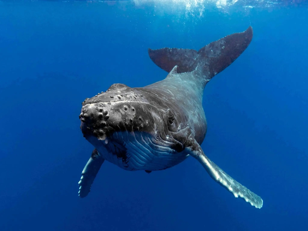 Humpback Whale taken from underwater camera