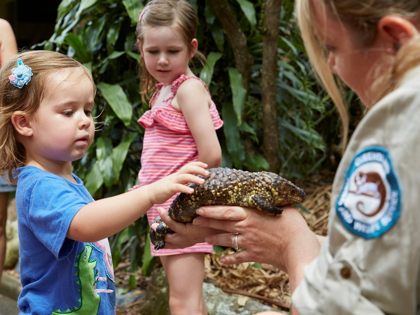 Children meeting shingleback lizard at David Fleay Wildlife Park