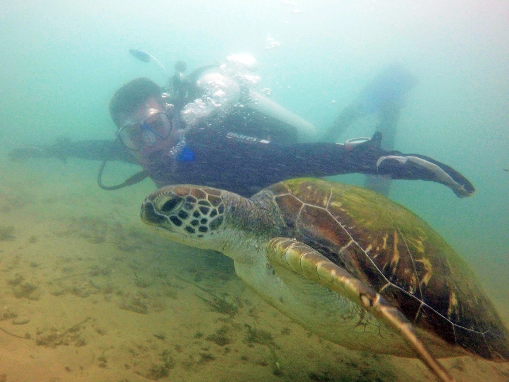 Gold Coast Turtle