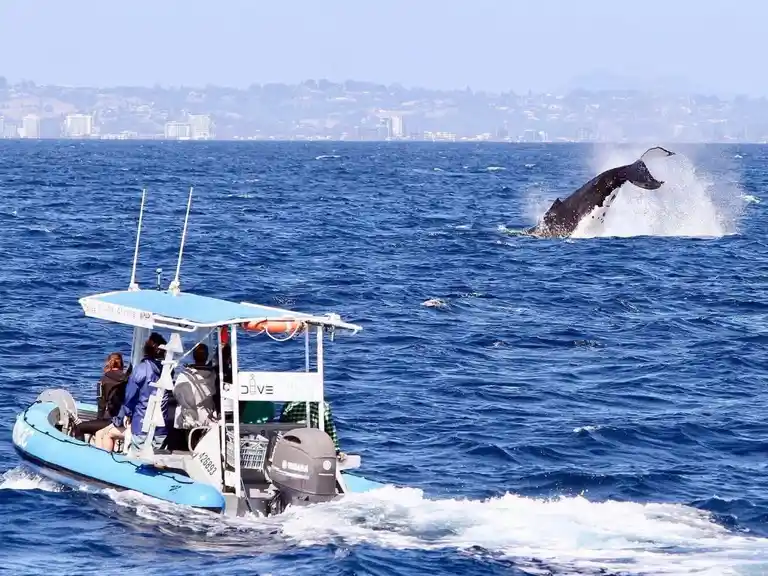 Small Boat Whale Watching Tour Gold Coast