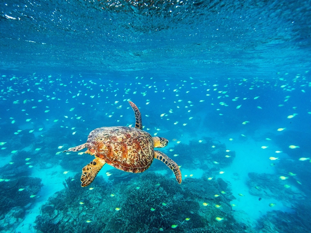 Lady Elliot Island