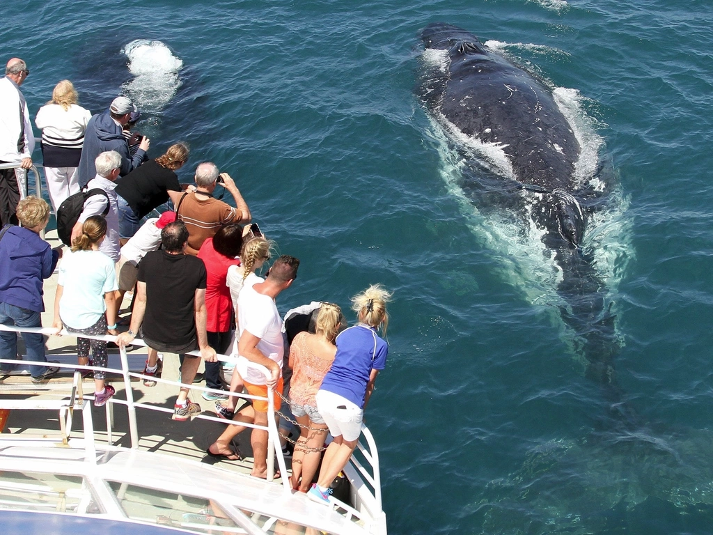 Spirit of Gold Coast Whale Watching