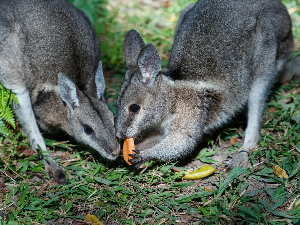Two bridled nailtail wallabies feeding together on grass.