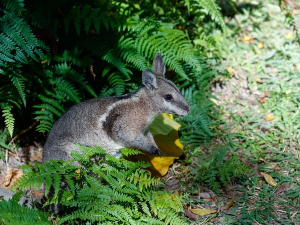 Bridled nailtail wallaby