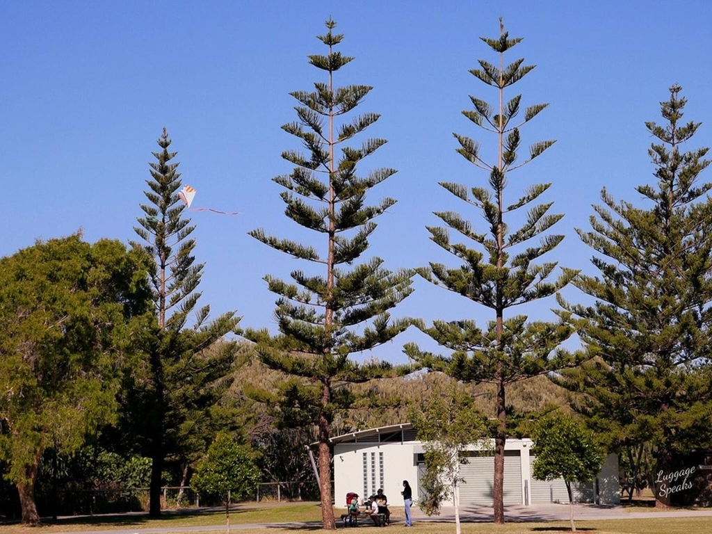 Kurrawa Park trees