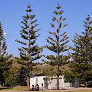 Kurrawa Park trees