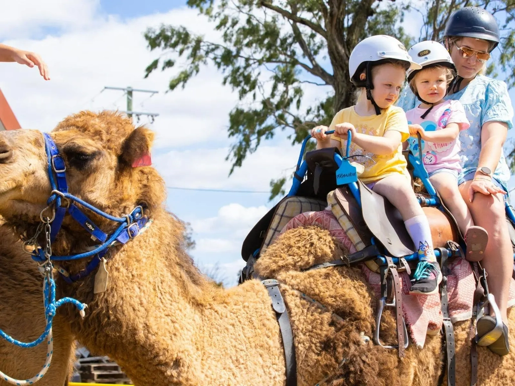 Christmas Markets - Summer Land Camels Image 3