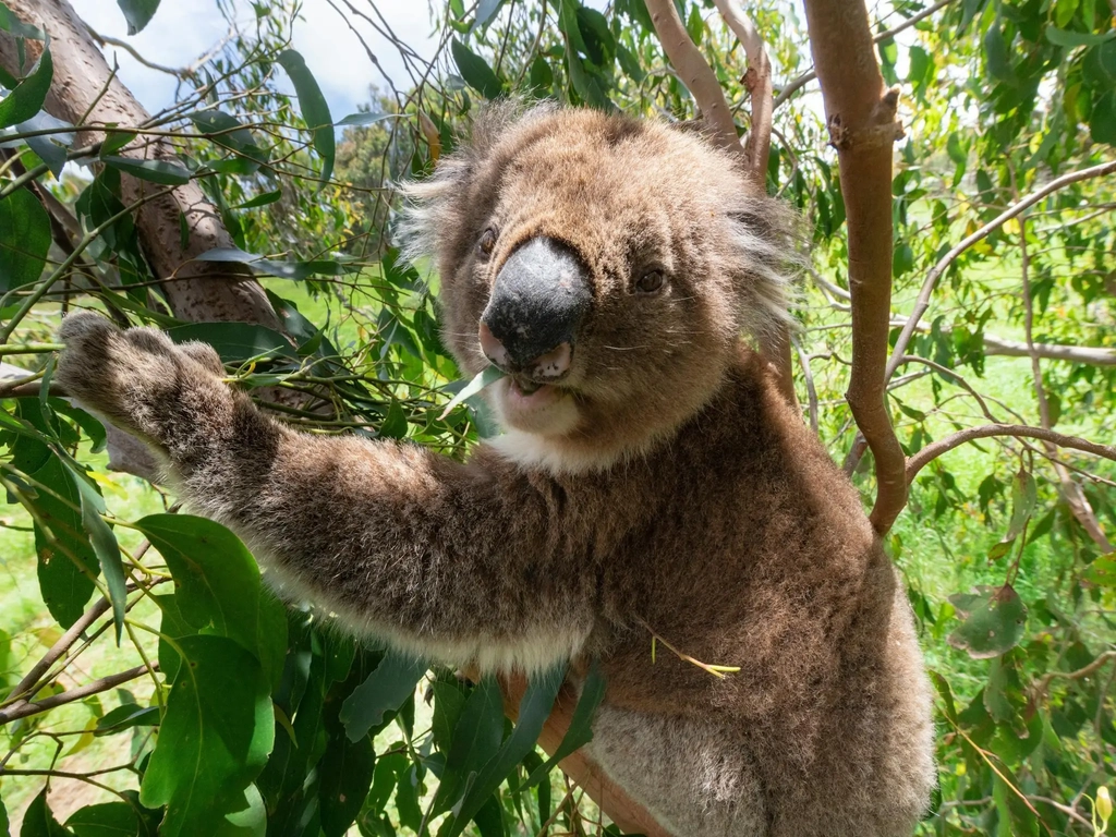 Aussie Koala Tours