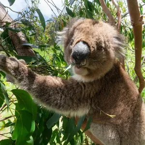 Aussie Koala Tours