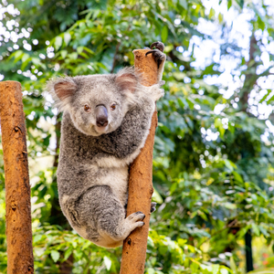 Currumbin Wildlife Sanctuary