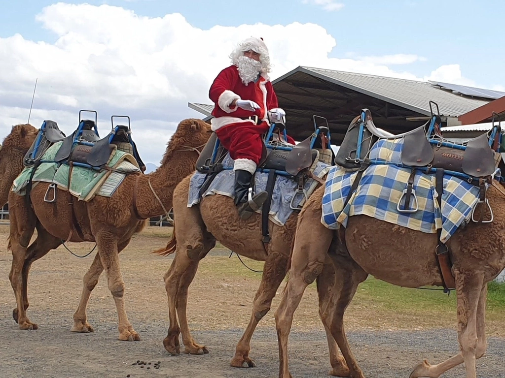 Christmas Markets - Summer Land Camels Image 1