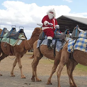 Christmas Markets - Summer Land Camels Image 1