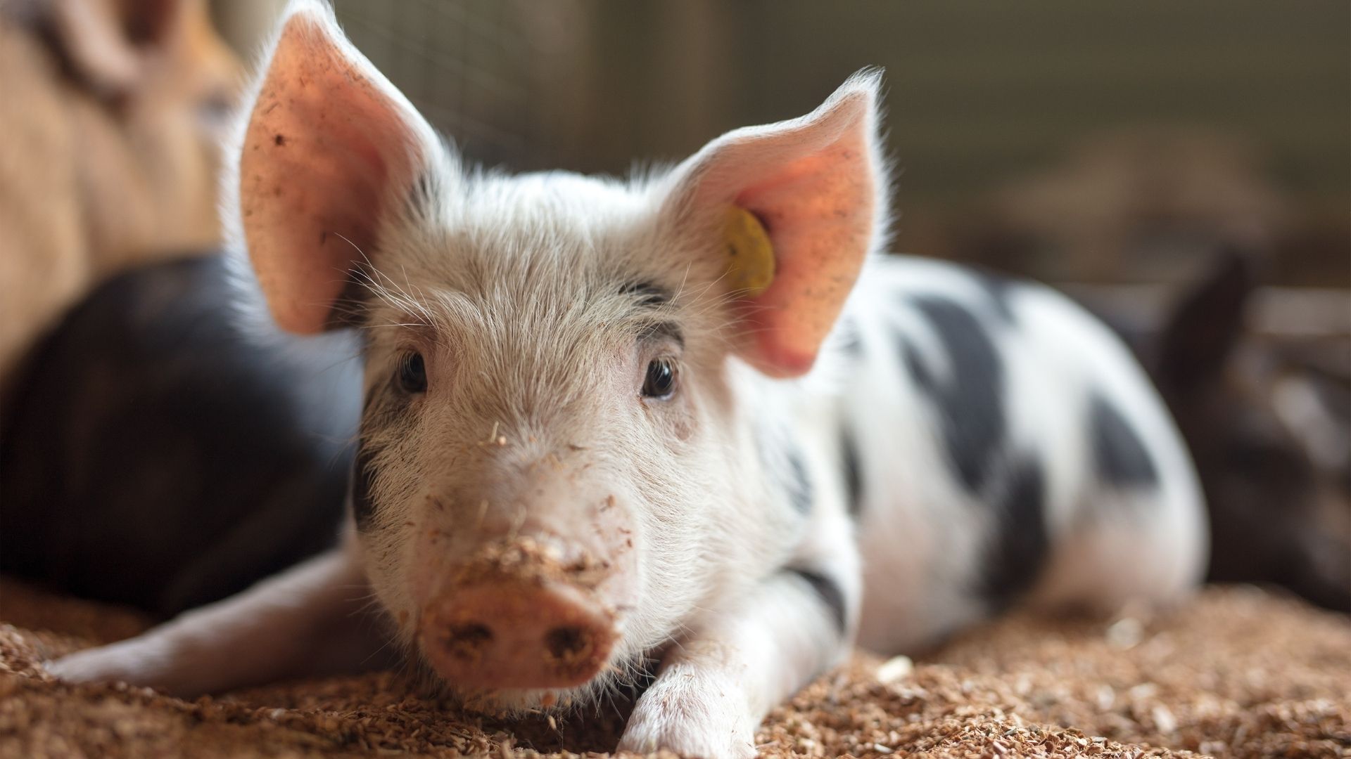 farm pig