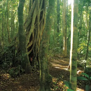 Lush rainforest in Binna Burra, Lamington National Park