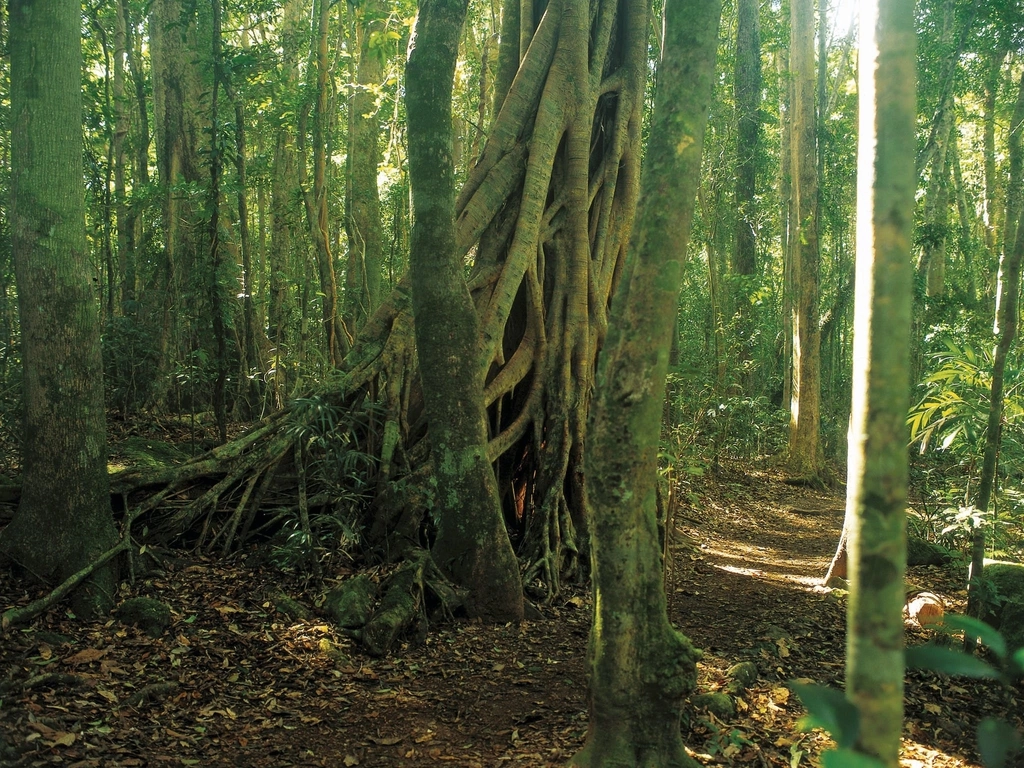 Lush rainforest in Binna Burra, Lamington National Park