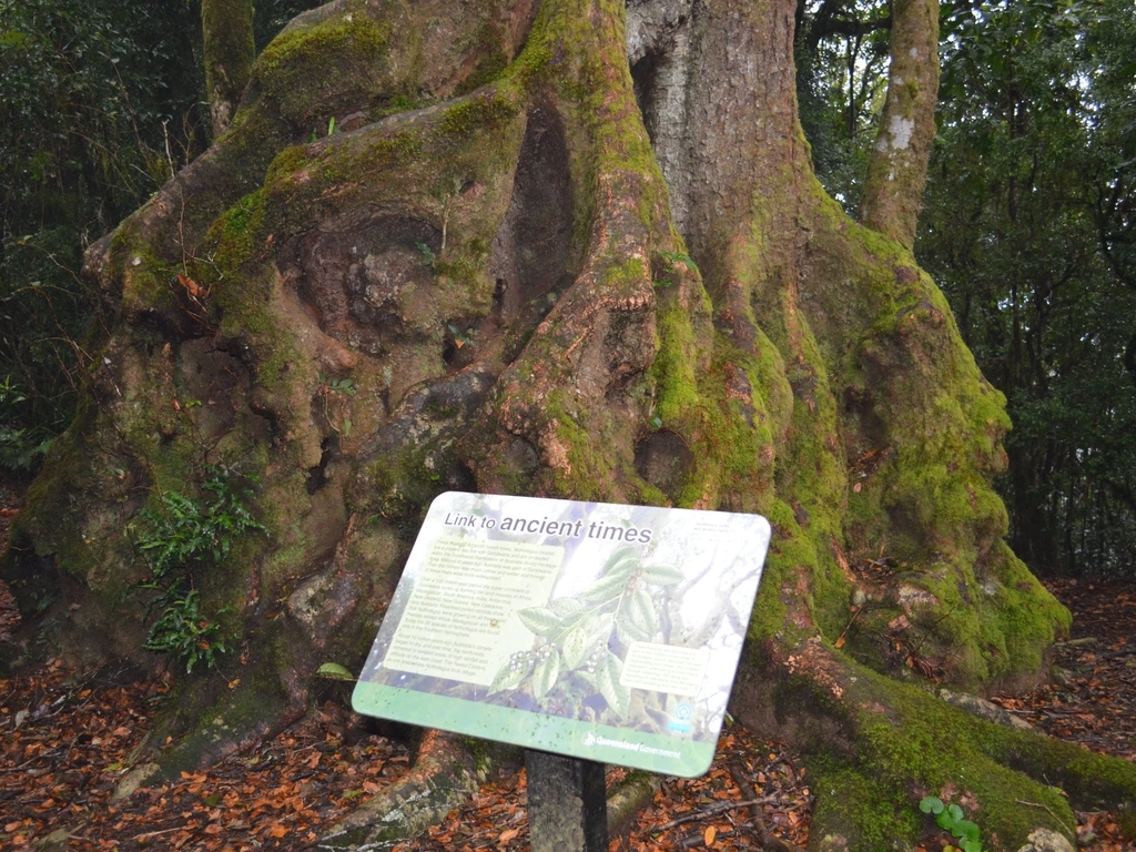 Small interp sign sits in front of huge mossy trunk of tree.