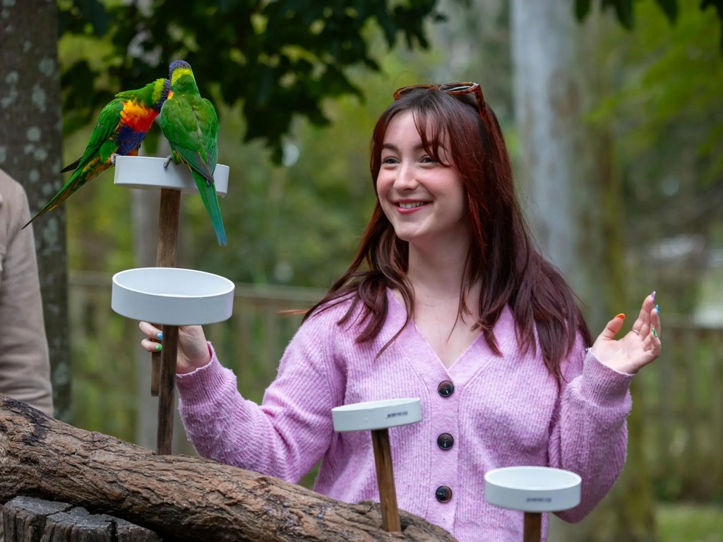 Wild lorikeet feeding