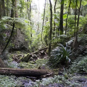 Lush rainforest gully with creek.