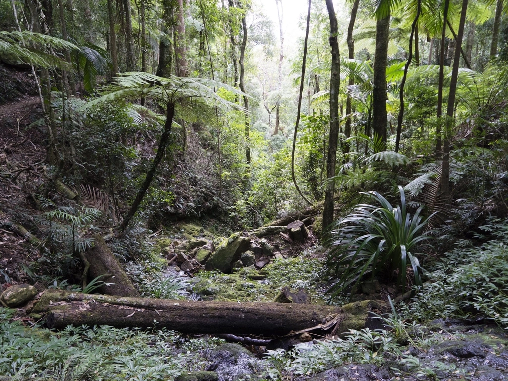 Lush rainforest gully with creek.