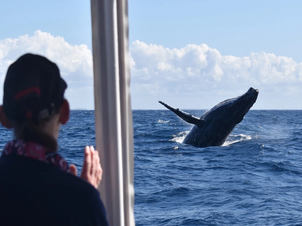 Whale Watch Queensland