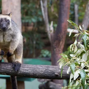 Tree Kangaroo with thick fur, dark face and paws is sitting on a branch