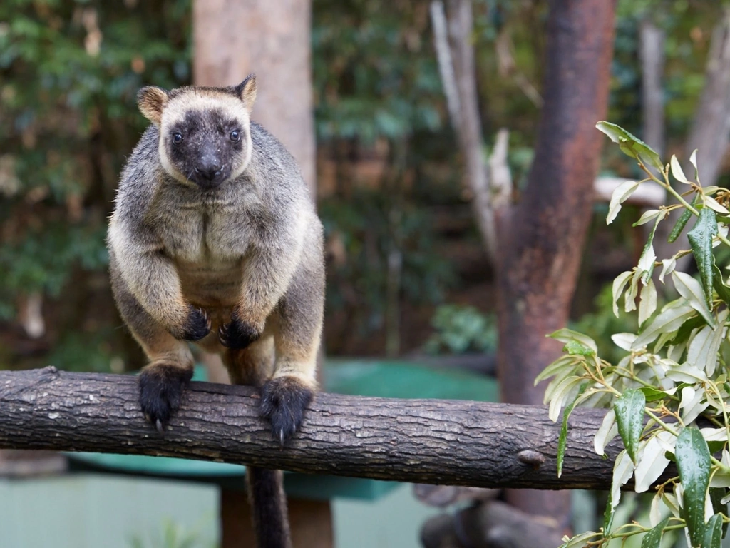 Tree Kangaroo with thick fur, dark face and paws is sitting on a branch