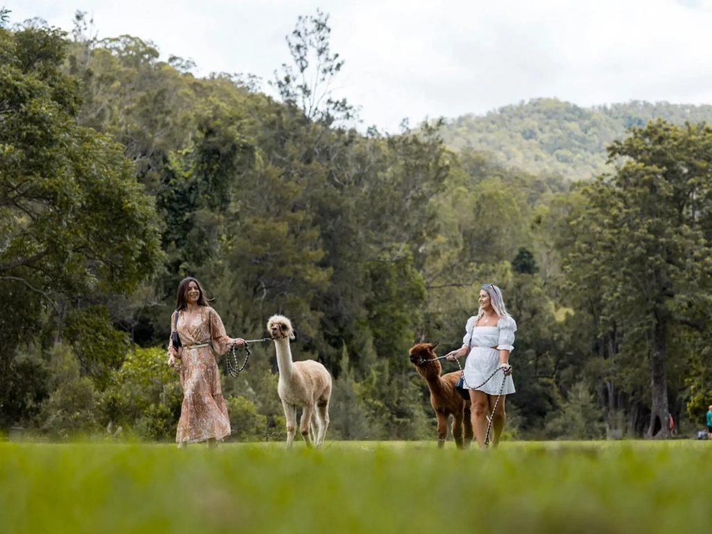 Alpacas from the Mountview Alpaca Farm located at O'Reilly's Canungra Valley Vineyards