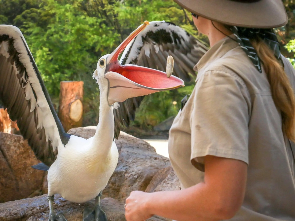 Female presenter feeding pelican during Wild Skies free flight bird show at currumbin sanctuary
