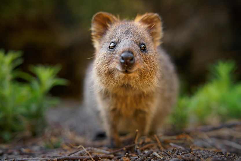 Quokka 1.jpeg