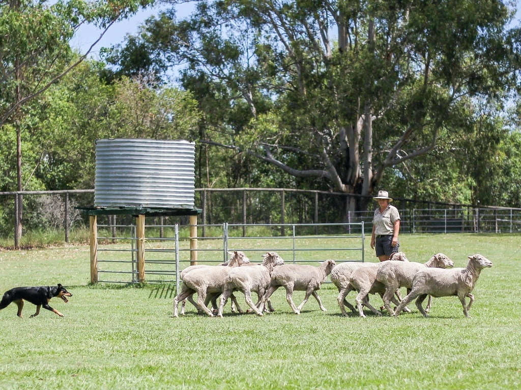 Sheep dog show