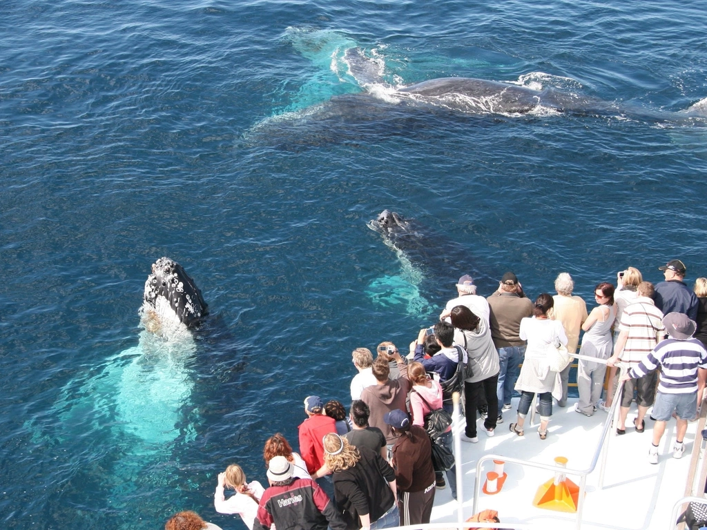 Spirit of Gold Coast Whale Watching