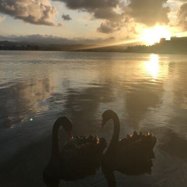 Swans__ResizedImageWzM4MCw1MDdd.jpeg