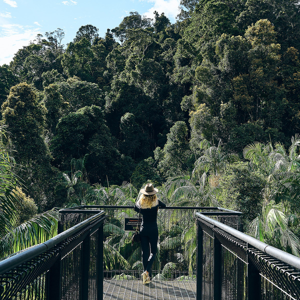 Tamborine Rainforest Skywalk