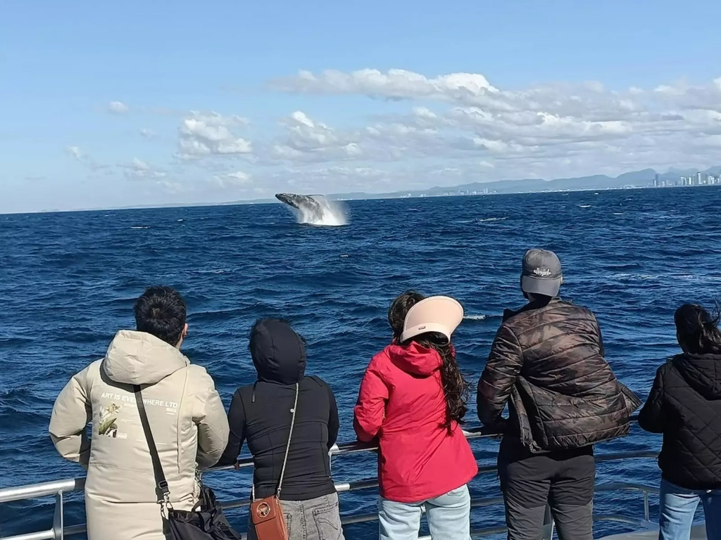 Whale Watching - ADT